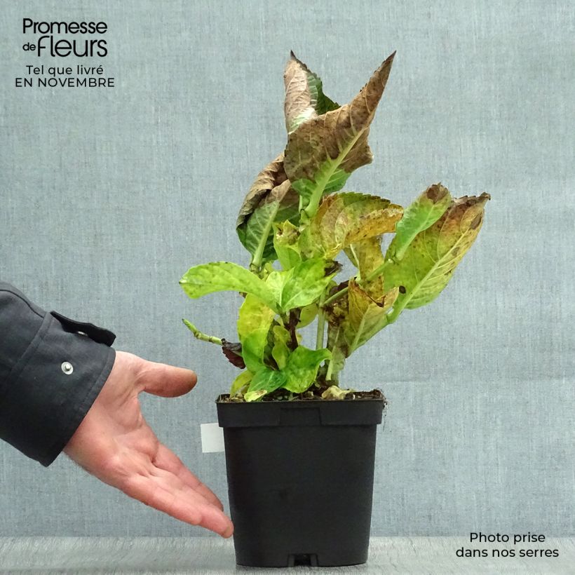 Exemplar von Hydrangea macrophylla Kazan - Bauernhortensie Topf mit 2L/3L wie im Herbst geliefert