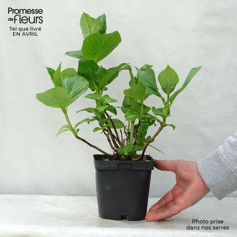 Exemplar von Hydrangea macrophylla Kazan - Bauernhortensie Topf mit 2L/3L wie im Frühjahr geliefert