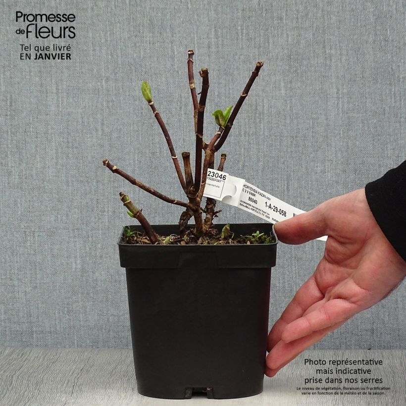 Exemplar von Hydrangea macrophylla Kazan - Bauernhortensie Topf mit 2L/3L wie im Winter geliefert