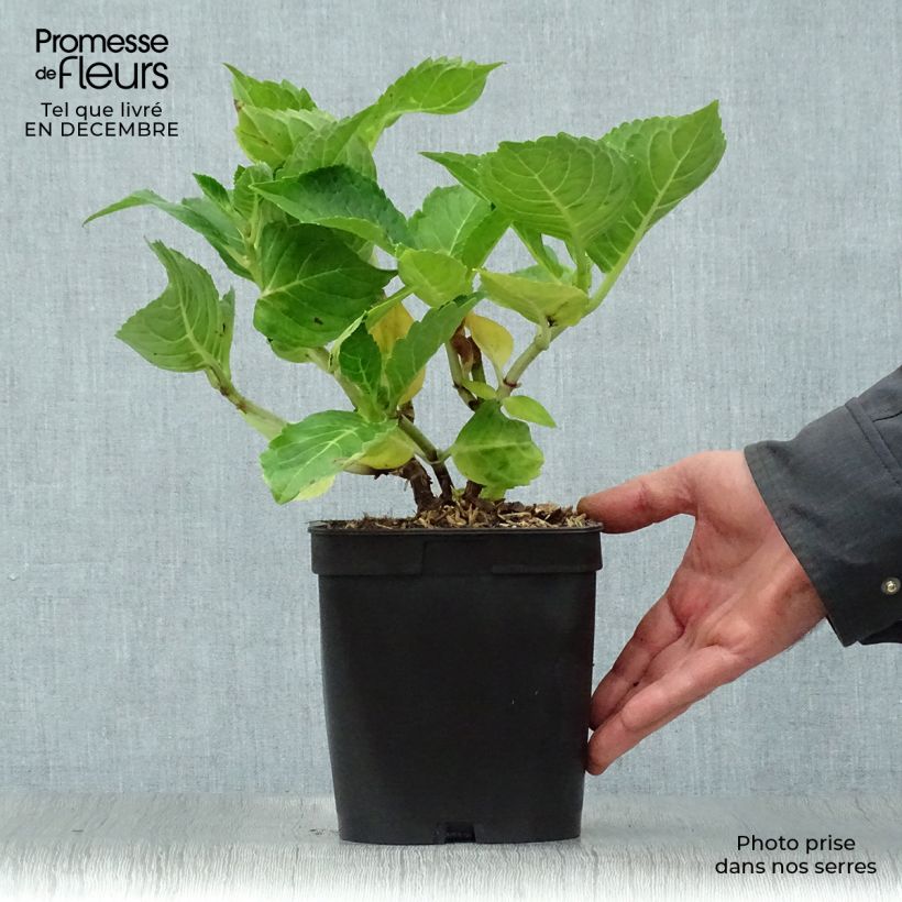 Exemplar von Hydrangea macrophylla La Marne - Bauernhortensie Topf mit 2L/3L wie im Winter geliefert