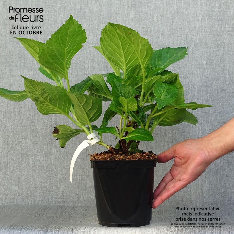 Exemplar von Hydrangea macrophylla La Marne - Bauernhortensie Topf mit 2L/3L wie im Herbst geliefert