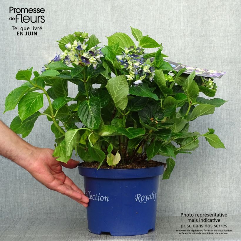 Exemplar von Hydrangea macrophylla Lady Mata Hari - Bauernhortensie Topf mit 2L/3L wie im Sommer geliefert