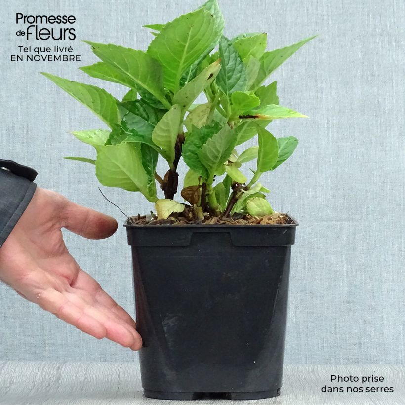 Exemplar von Hydrangea macrophylla Leuchtfeuer - Bauernhortensie Topf mit 2L/3L wie im Herbst geliefert