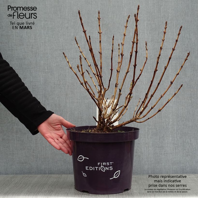 Exemplar von Hydrangea macrophylla Light'o'Day - Bauernhortensie Topf mit 7,5L/10L wie im Winter geliefert