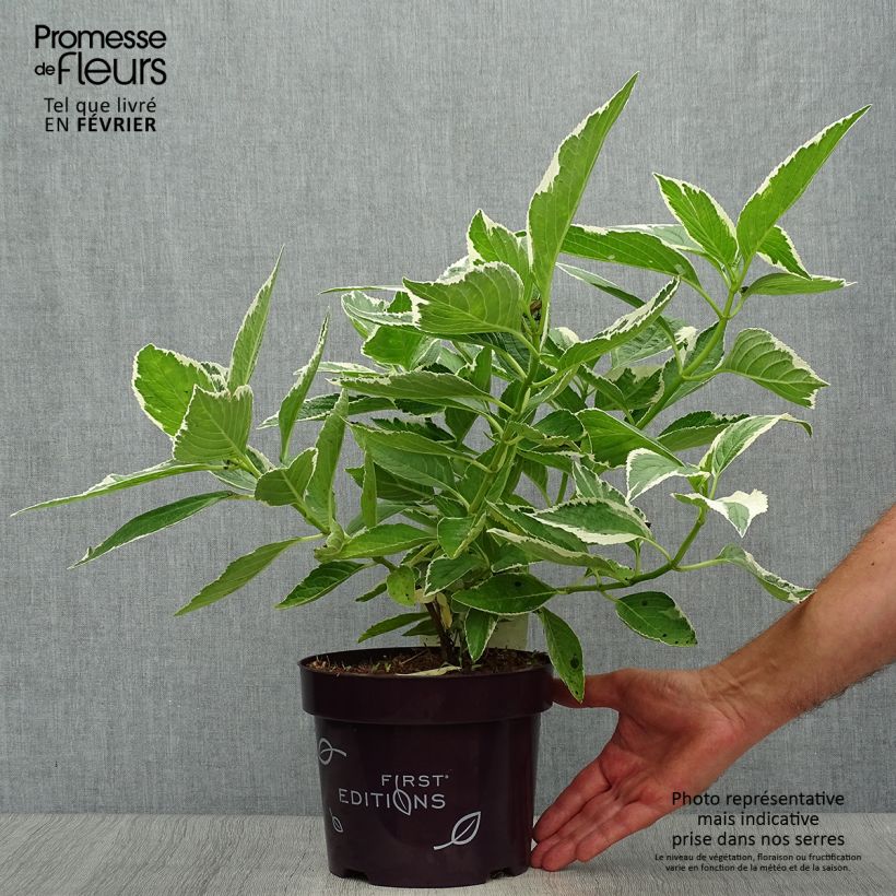 Exemplar von Hydrangea macrophylla Light'o'Day - Bauernhortensie Topf mit 3L/4L wie im Herbst geliefert
