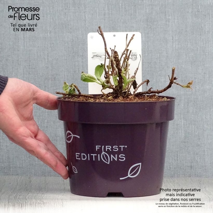 Exemplar von Hydrangea macrophylla Light'o'Day - Bauernhortensie Topf mit 3L/4L wie im Frühjahr geliefert