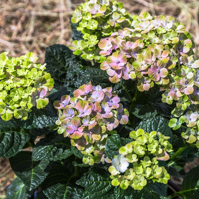 Hydrangea macrophylla Magical Amethyst - Bauernhortensie (Hafen)