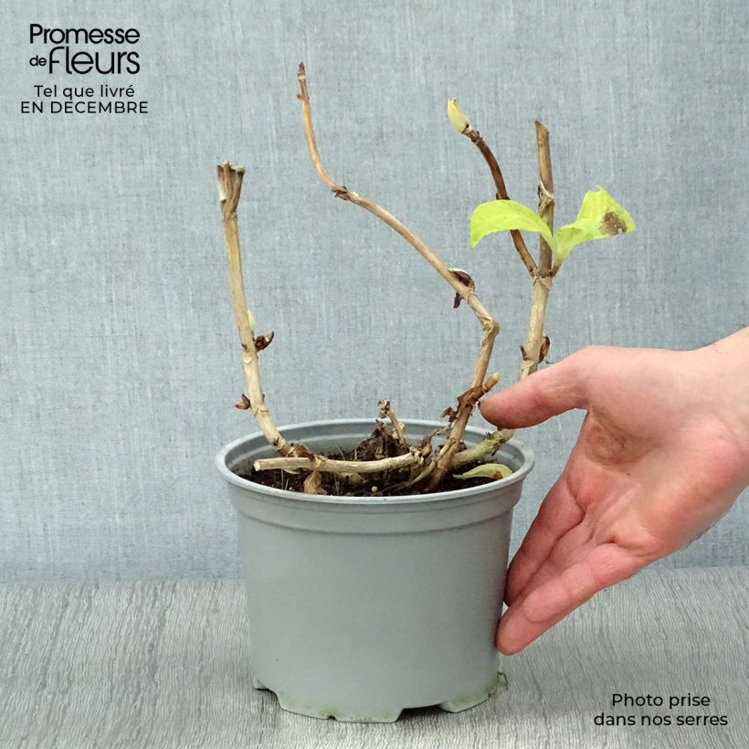 Exemplar von Hydrangea macrophylla Magical Noblesse - Bauernhortensie Topf mit 2L/3L wie im Winter geliefert