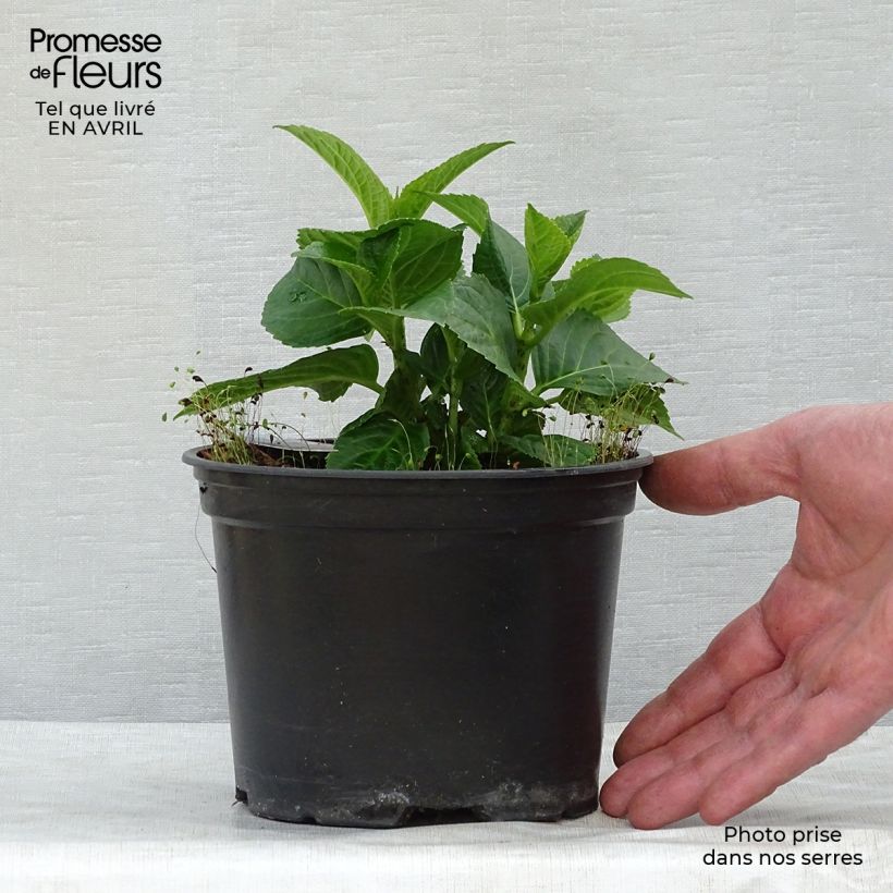 Exemplar von Hydrangea macrophylla Magical Revolution Rose - Bauernhortensie Topf mit 2L/3L wie im Frühjahr geliefert