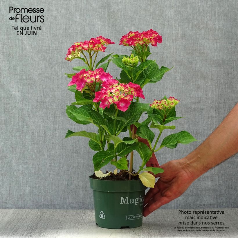 Exemplar von Hydrangea macrophylla Magical Ruby Tuesday - Bauernhortensie Topf mit 2L/3L wie im Sommer geliefert