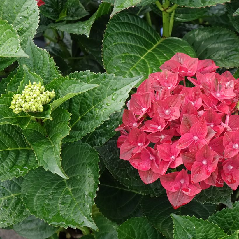 Hydrangea macrophylla Magical Ruby Tuesday - Bauernhortensie (Laub)