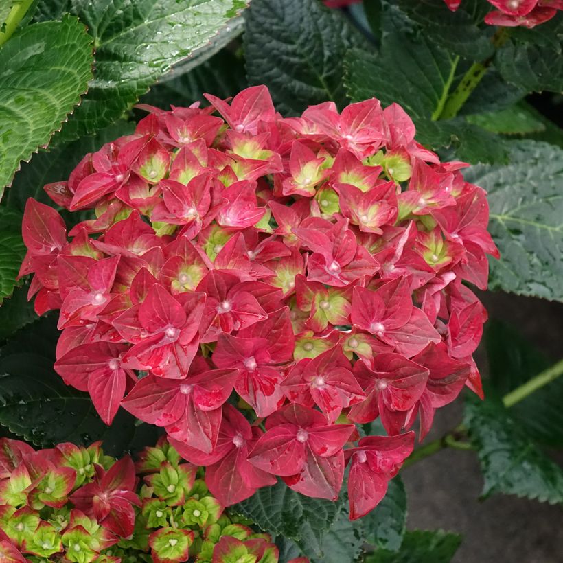 Hydrangea macrophylla Magical Ruby Tuesday - Bauernhortensie (Blüte)
