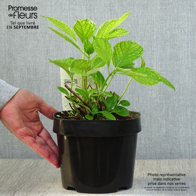 Exemplar von Hydrangea macrophylla Mme Emile Mouillière - Bauernhortensie Topf mit 3L/4L wie im Herbst geliefert