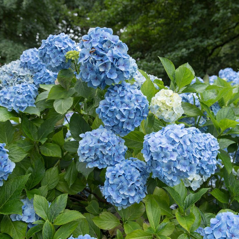 Hydrangea macrophylla Mousseline - Bauernhortensie (Blüte)