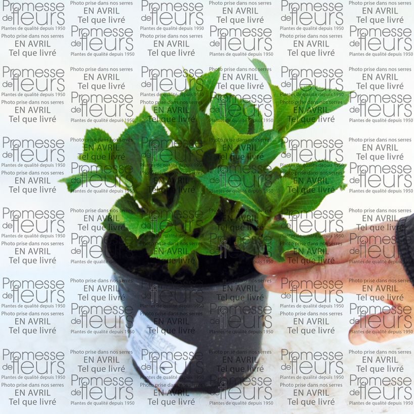 Beispiel eines Exemplars von Hydrangea macrophylla Nachtigall - Bauernhortensie Topf mit 2L/3L wie geliefert