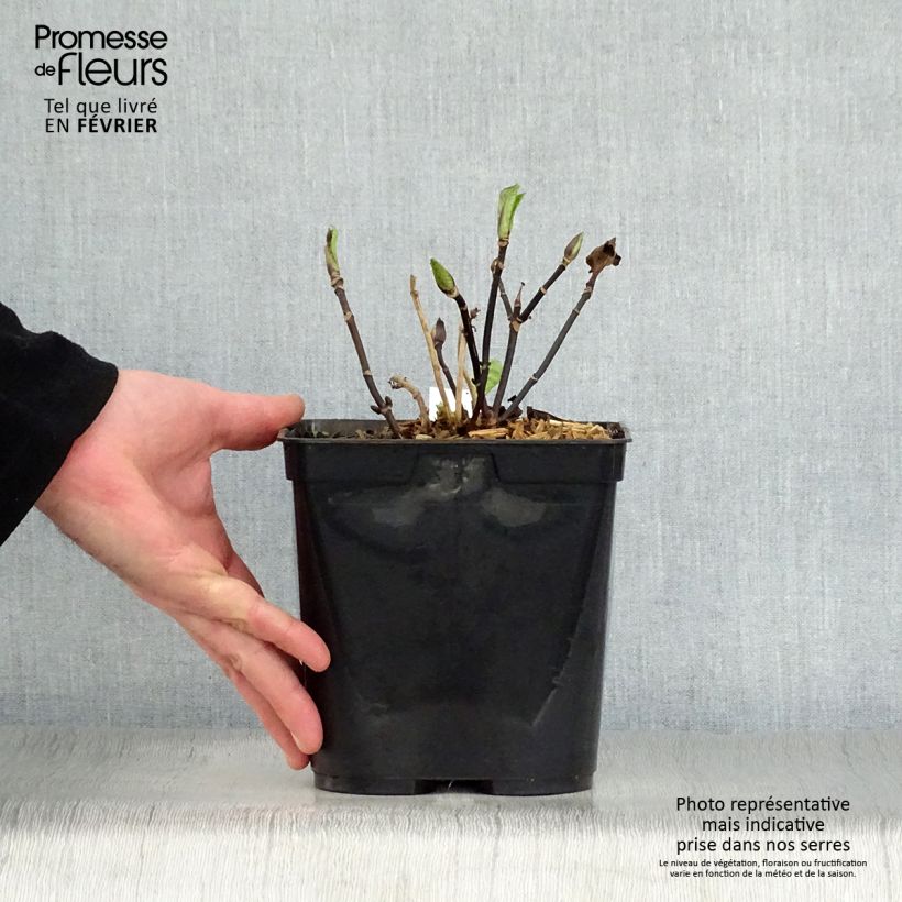 Exemplar von Hydrangea macrophylla Nigra - Bauernhortensie Topf mit 2L/3L wie im Winter geliefert