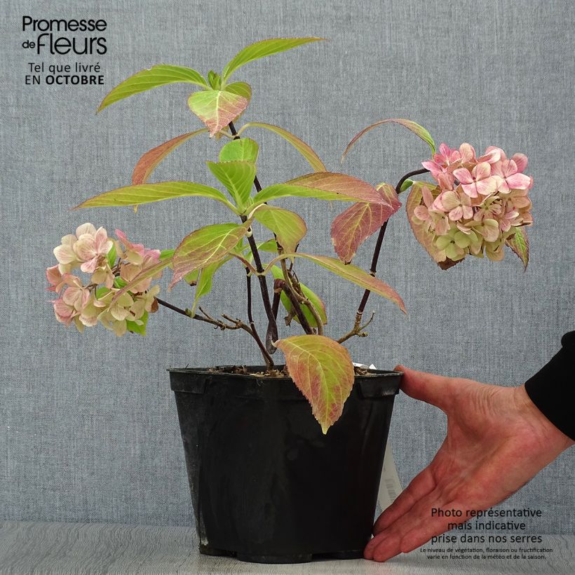 Exemplar von Hydrangea macrophylla Nigra - Bauernhortensie Topf mit 2L/3L wie im Herbst geliefert