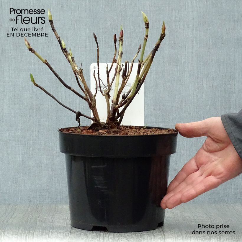 Exemplar von Hydrangea macrophylla Nikko Blue - Bauernhortensie Topf mit 2L/3L wie im Winter geliefert