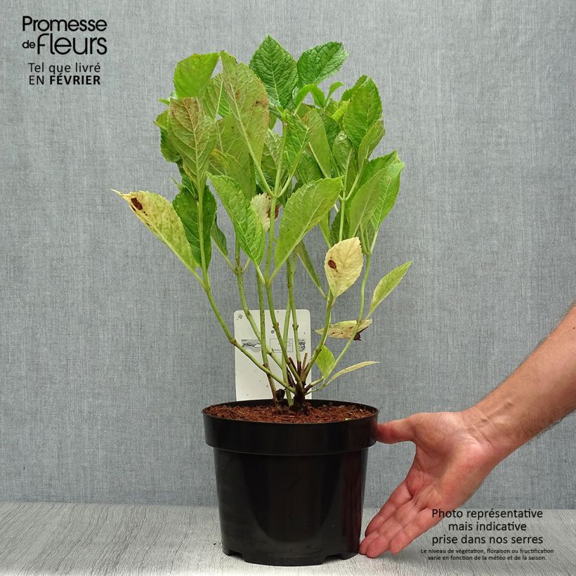 Exemplar von Hydrangea macrophylla Nikko Blue - Bauernhortensie Topf mit 2L/3L wie im Herbst geliefert