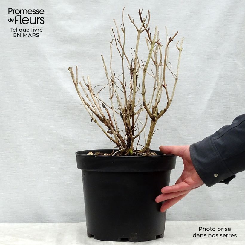 Exemplar von Hydrangea macrophylla Nikko Blue - Bauernhortensie Topf mit 7,5L/10L wie im Frühjahr geliefert