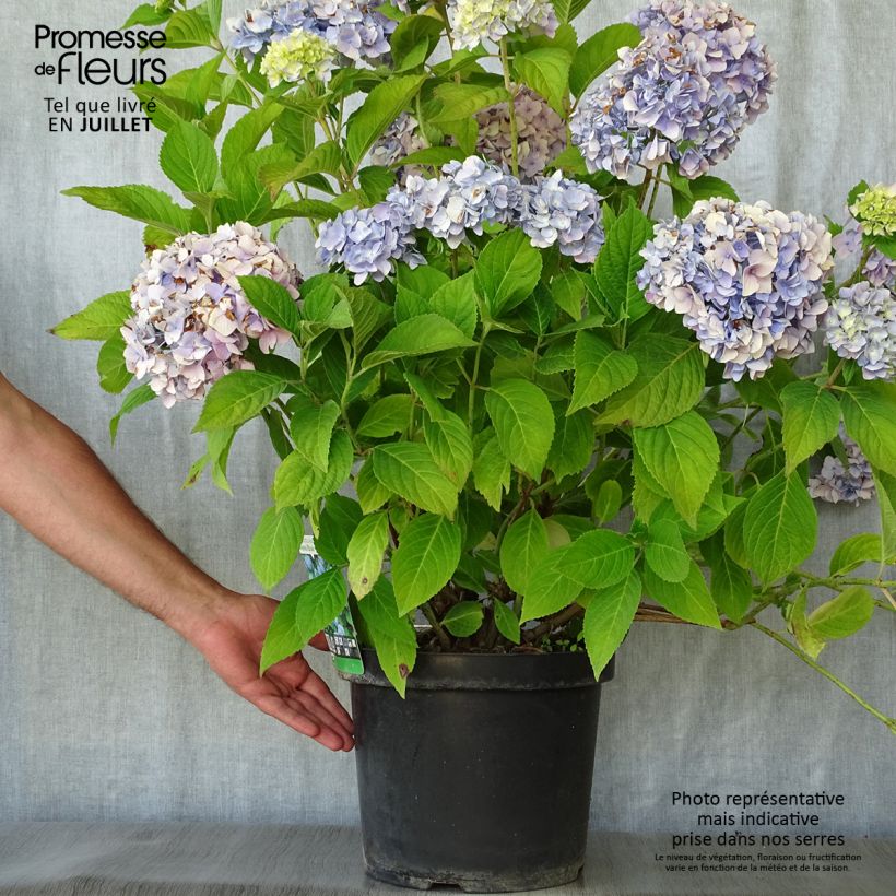 Exemplar von Hydrangea macrophylla Nikko Blue - Bauernhortensie Topf mit 7,5L/10L wie im Sommer geliefert