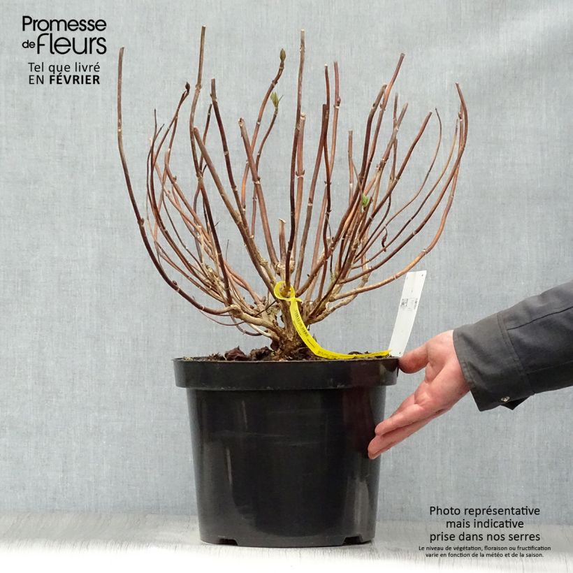 Exemplar von Hydrangea macrophylla Nikko Blue - Bauernhortensie Topf mit 7,5L/10L wie im Winter geliefert