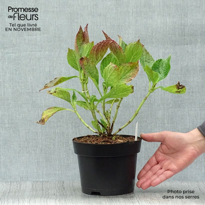 Exemplar von Hydrangea macrophylla Princess Diana - Bauernhortensie Topf mit 3L/4L wie im Herbst geliefert