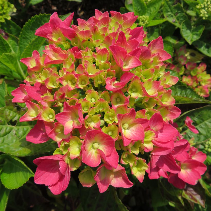 Hydrangea macrophylla Rebellion Dark Pink Love - Bauernhortensie (Blüte)