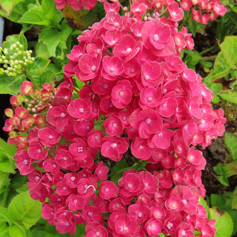 Hydrangea macrophylla Rebellion Ferrari Love - Bauernhortensie (Blüte)