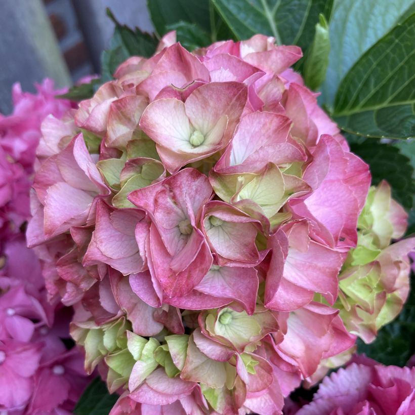 Hydrangea macrophylla Rebellion Pink Love - Bauernhortensie (Blüte)