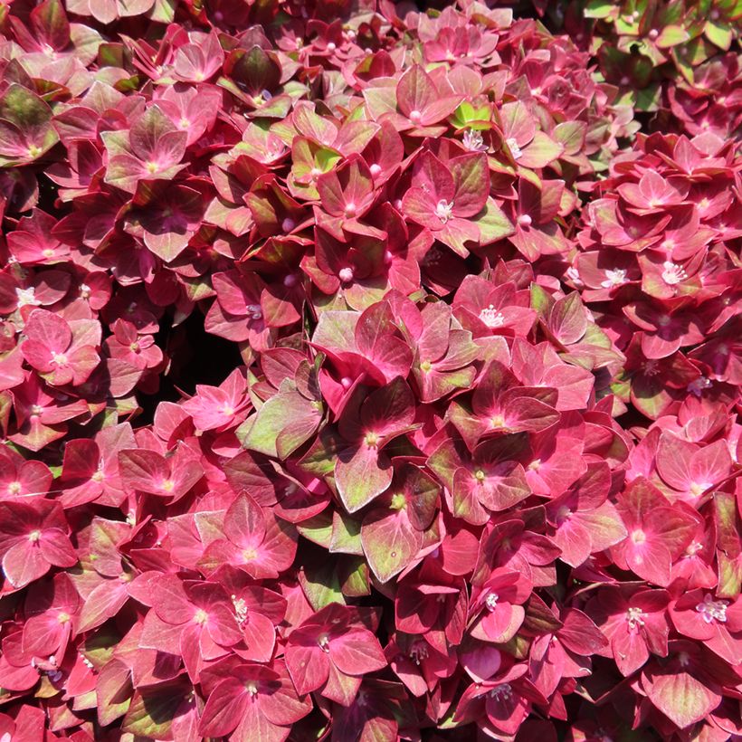 Hydrangea macrophylla Rebellion Red Love - Bauernhortensie (Blüte)