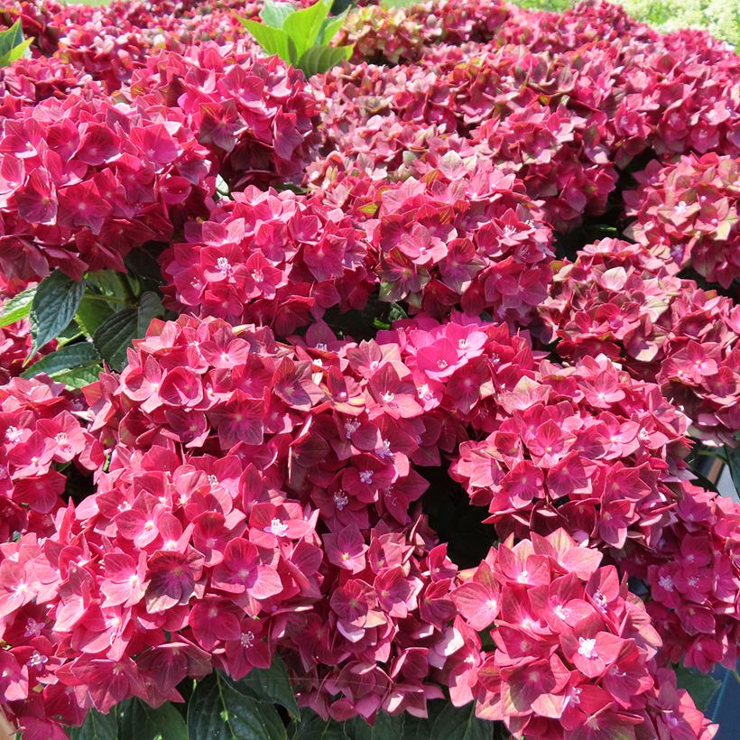 Hydrangea macrophylla Rebellion Red Love - Bauernhortensie (Wuchs)