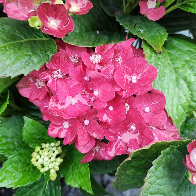 Hydrangea macrophylla Music Collection Red Reggae - Bauernhortensie (Blüte)