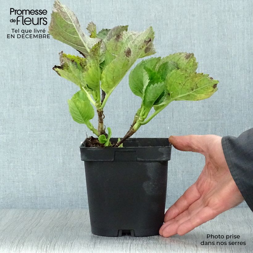 Exemplar von Hydrangea macrophylla Renate Steiniger - Bauernhortensie Topf mit 2L/3L wie im Winter geliefert