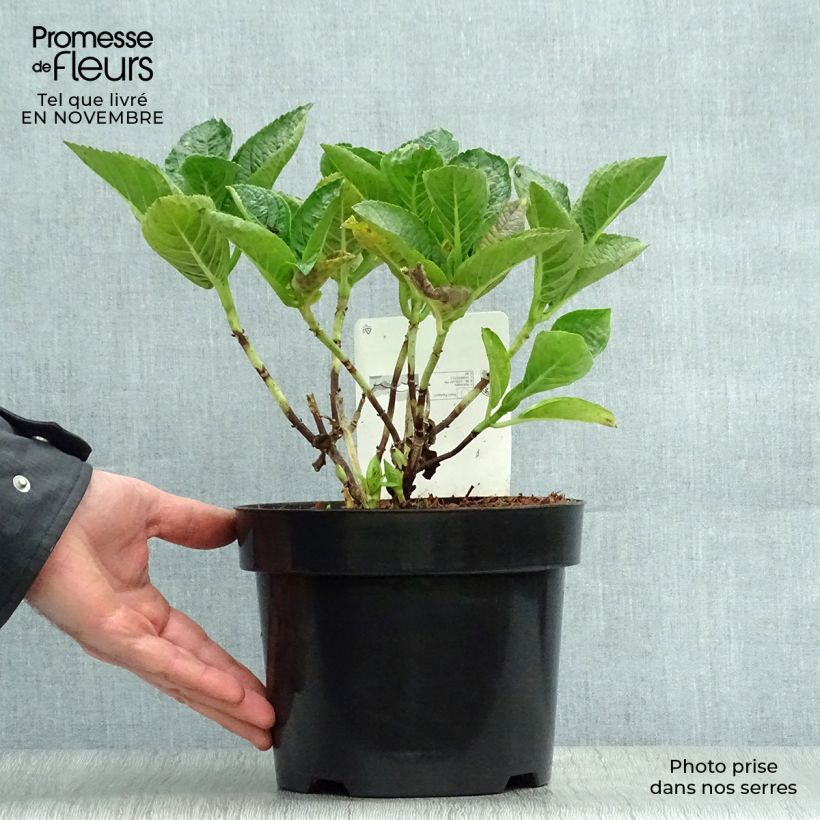 Exemplar von Hydrangea macrophylla Rosita - Bauernhortensie Topf mit 2L/3L wie im Herbst geliefert