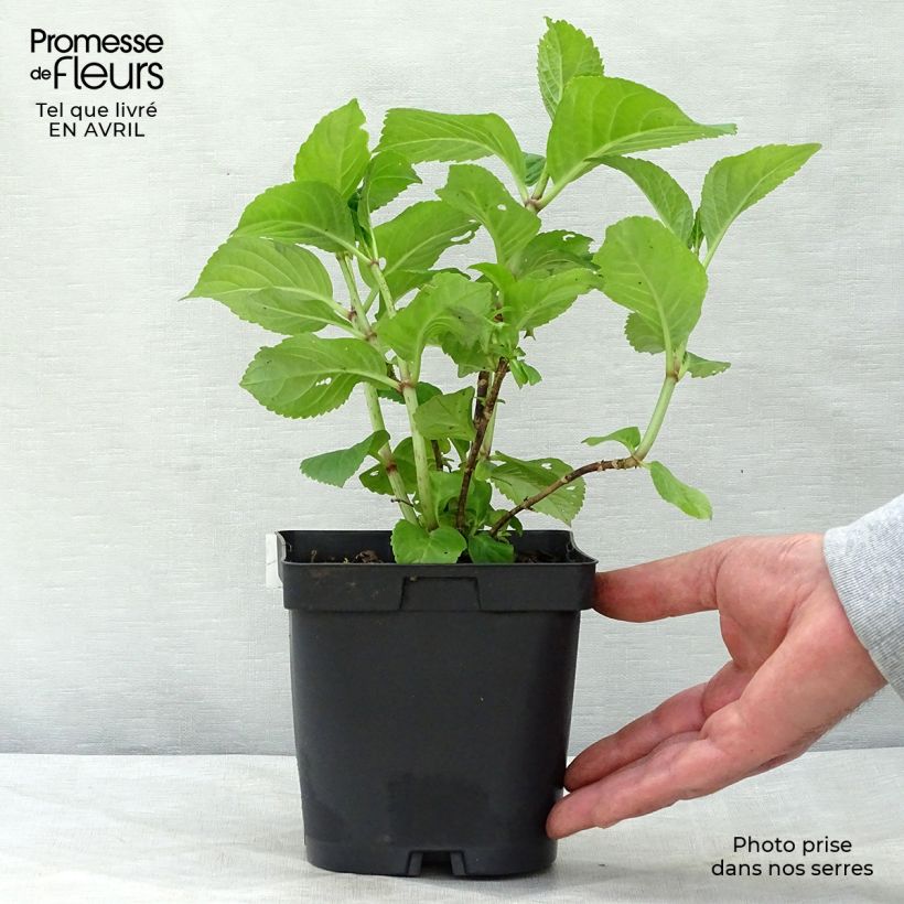 Exemplar von Hydrangea macrophylla Rosita - Bauernhortensie Topf mit 2L/3L wie im Frühjahr geliefert