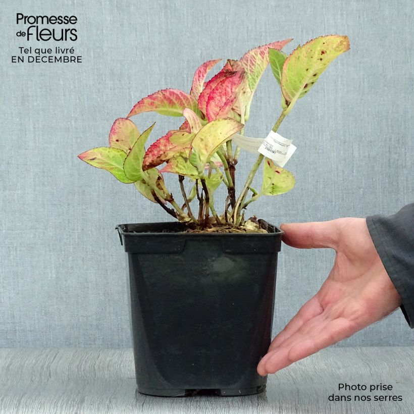 Exemplar von Hydrangea macrophylla Rotschwanz - Bauernhortensie Topf mit 2L/3L wie im Winter geliefert