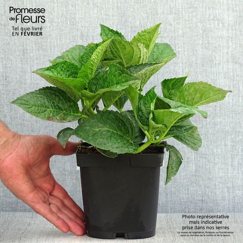 Exemplar von Hydrangea macrophylla Rotschwanz - Bauernhortensie Topf mit 2L/3L wie im Herbst geliefert
