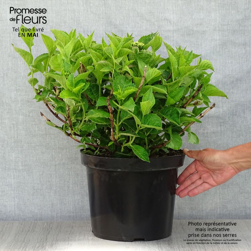 Exemplar von Hydrangea macrophylla Rotschwanz - Bauernhortensie Topf mit 7,5L/10L wie im Frühjahr geliefert