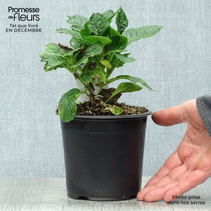 Exemplar von Hydrangea macrophylla Schloss Wackerbarth - Bauernhortensie Topf mit 3L/4L wie im Winter geliefert