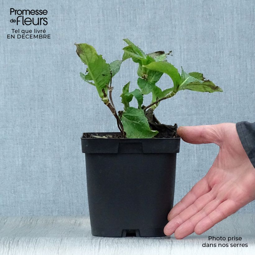 Exemplar von Hydrangea macrophylla So Long Sunny - Bauernhortensie Topf mit 2L/3L wie im Winter geliefert