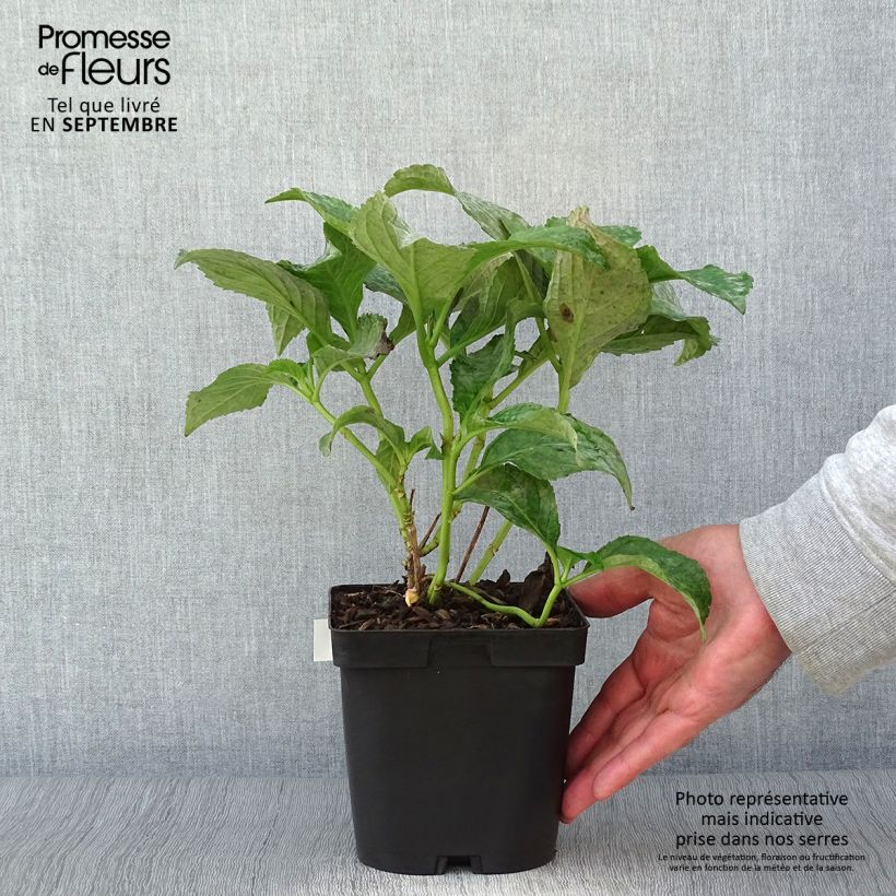 Exemplar von Hydrangea macrophylla So Long Sunny - Bauernhortensie Topf mit 2L/3L wie im Herbst geliefert