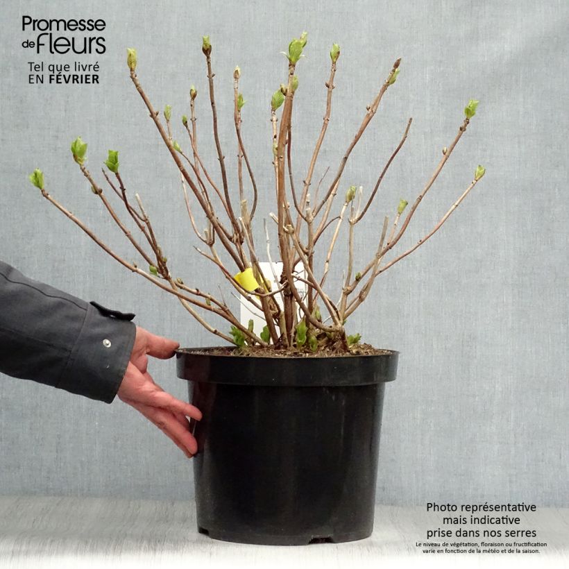 Exemplar von Hydrangea macrophylla Soeur Thérèse - Bauernhortensie Topf mit 7,5L/10L wie im Winter geliefert