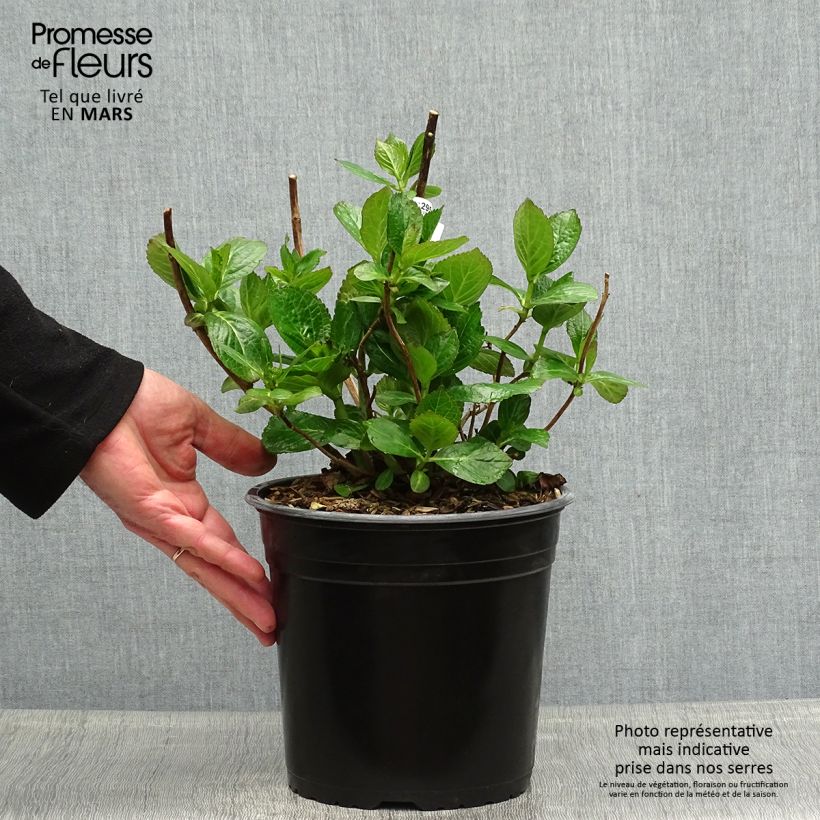 Exemplar von Hydrangea macrophylla Star Gazer Blue - Bauernhortensie Topf mit 4L/5L wie im Frühjahr geliefert