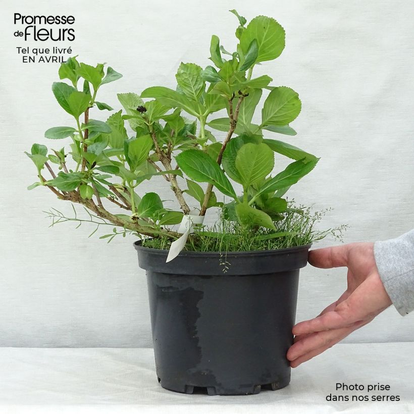 Exemplar von Hydrangea macrophylla Stargazer - Bauernhortensie Topf mit 4L/5L wie im Frühjahr geliefert