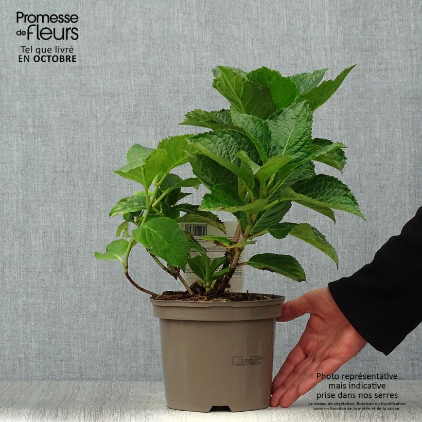Exemplar von Hydrangea macrophylla Teller Pink - Bauernhortensie Topf mit 2L/3L wie im Herbst geliefert