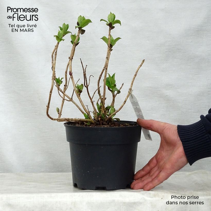 Exemplar von Hydrangea macrophylla Teller Pink - Bauernhortensie Topf mit 2L/3L wie im Frühjahr geliefert