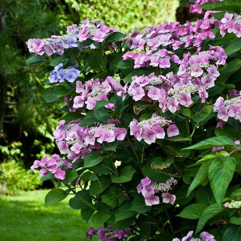 Hydrangea macrophylla Teller Pink - Bauernhortensie (Hafen)