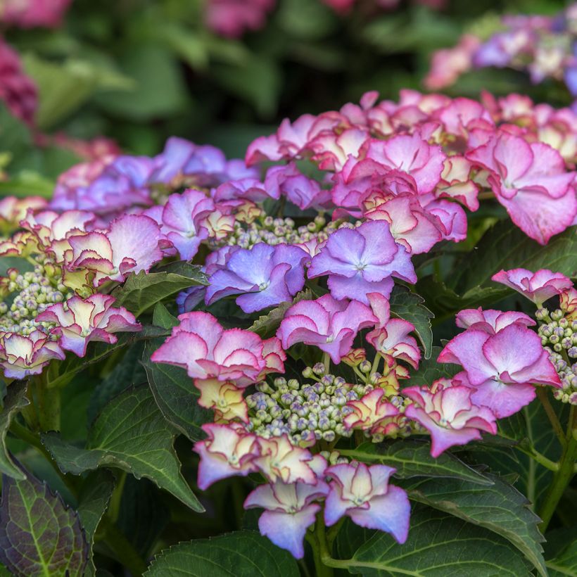 Hydrangea macrophylla Tiffany - Bauernhortensie (Blüte)