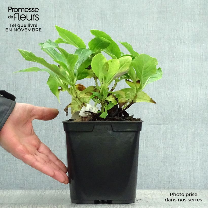 Exemplar von Hydrangea macrophylla Tovelit - Bauernhortensie Topf mit 2L/3L wie im Herbst geliefert